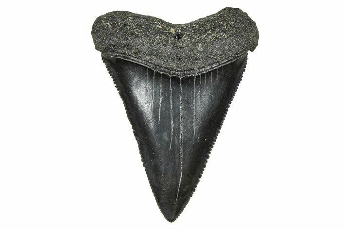 Serrated, Fossil Great White Shark Tooth - South Carolina #375810